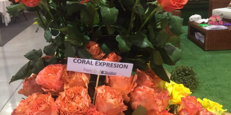 High Control Group visiting Agriflor 19-09-2018 High Control Group at Agriflor and FlorEcuador