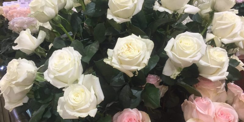 High Control Group visiting Agriflor 19-09-2018 High Control Group at Agriflor and FlorEcuador