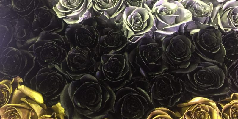 High Control Group visiting Agriflor 19-09-2018 High Control Group at Agriflor and FlorEcuador