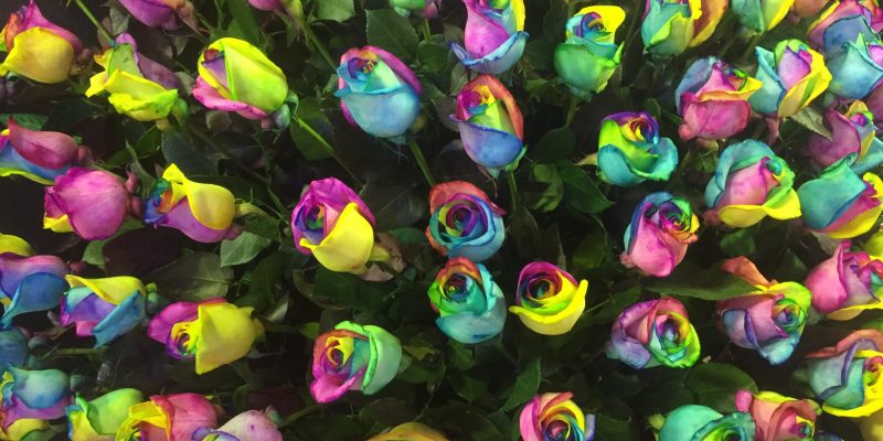 High Control Group visiting Agriflor 19-09-2018 High Control Group at Agriflor and FlorEcuador