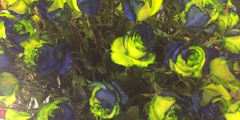 High Control Group visiting Agriflor 19-09-2018 High Control Group at Agriflor and FlorEcuador