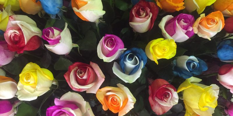 High Control Group visiting Agriflor 19-09-2018 High Control Group at Agriflor and FlorEcuador