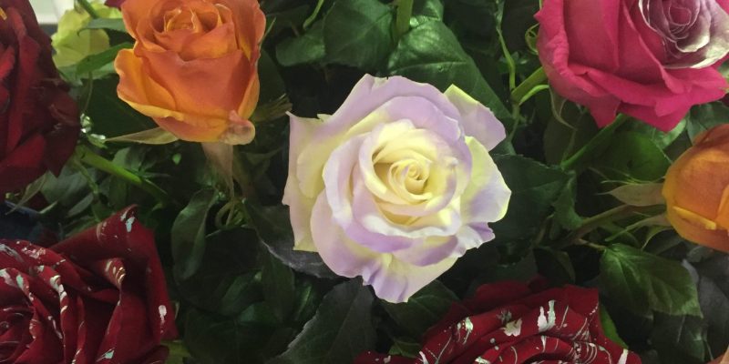 High Control Group visiting Agriflor 19-09-2018 High Control Group at Agriflor and FlorEcuador