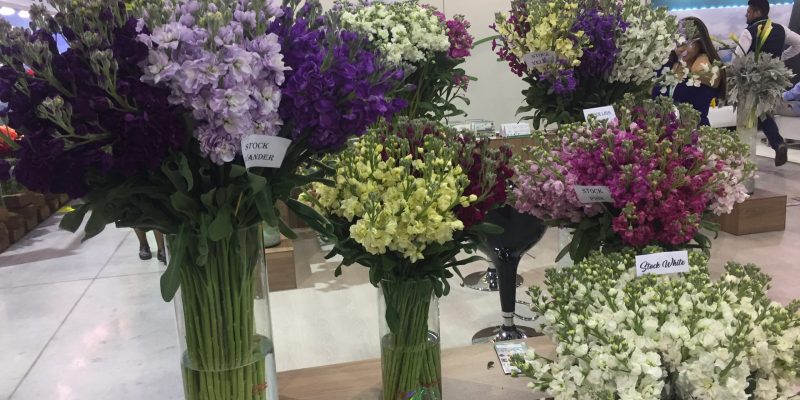 High Control Group visiting Agriflor 19-09-2018 High Control Group at Agriflor and FlorEcuador