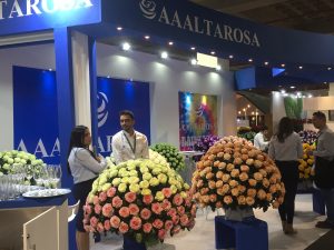 Ecuadorian Roses always on top