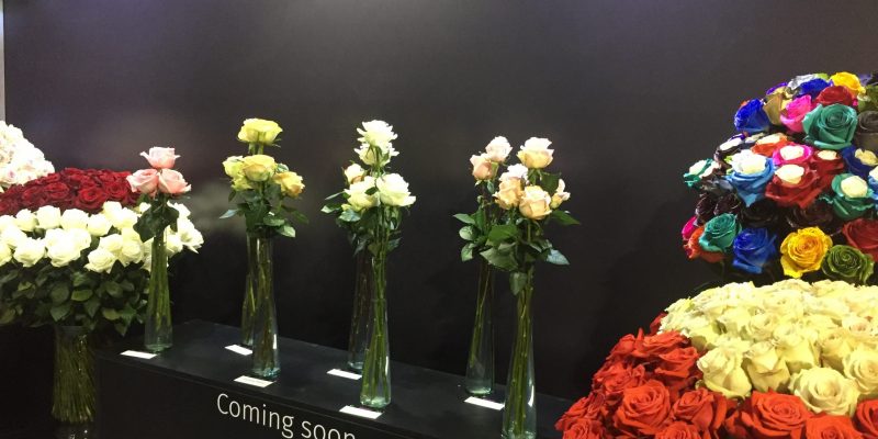 High Control Group visiting FlorEcuador 20-09-2018 High Control Group at Agriflor and FlorEcuador