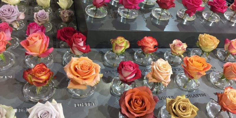 High Control Group visiting FlorEcuador 20-09-2018 High Control Group at Agriflor and FlorEcuador