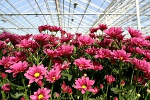 Mother's Day in Russia Mother's Day in Russia