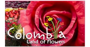 Flowers Cultivation in Colombia flower industry in Colombia