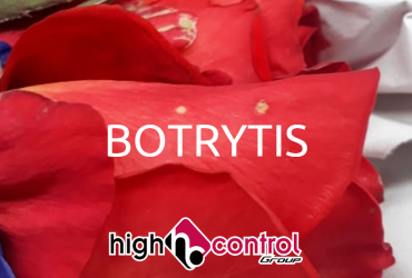 Botrytis
