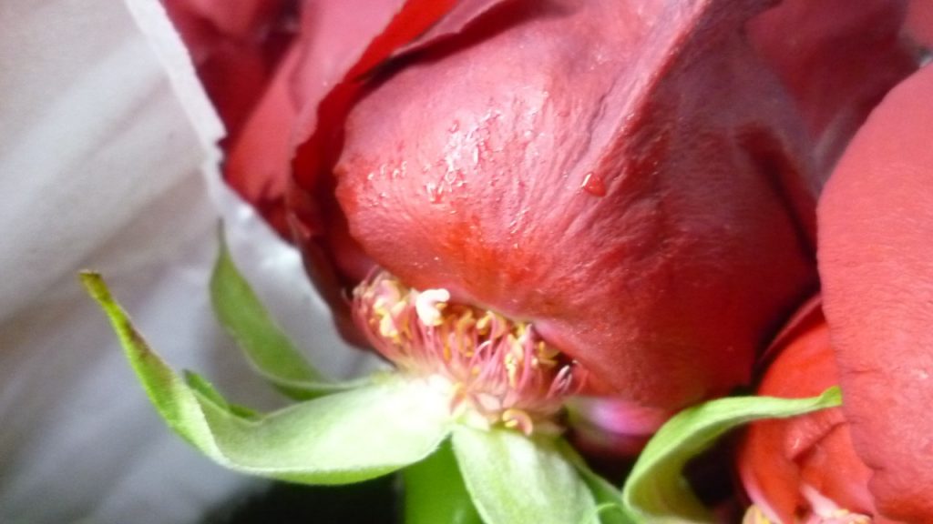 Bad Handling of Flower Boxes