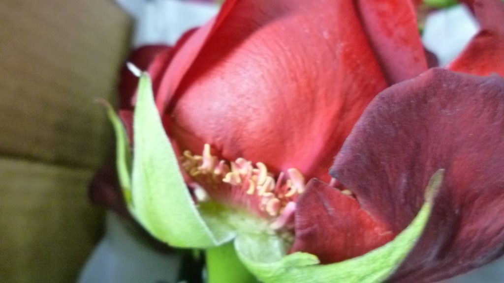 Bad Handling of Flower Boxes