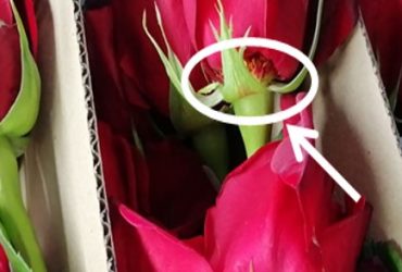 Bad Handling of Flower Boxes during Transportation