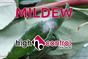MILDEW